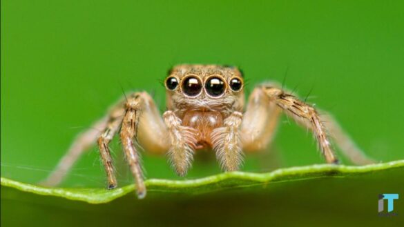 Spider Eyes Encourage Depth Sense Camera | Itmunch