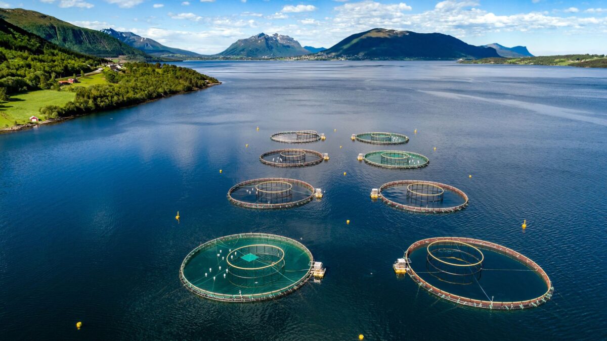 AI in Aquaculture: Revolutionizing Sustainable Fish Production