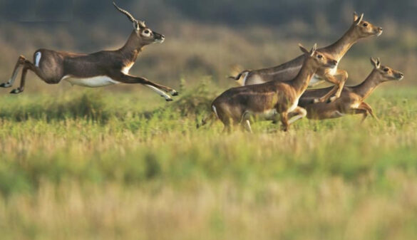Wildlife