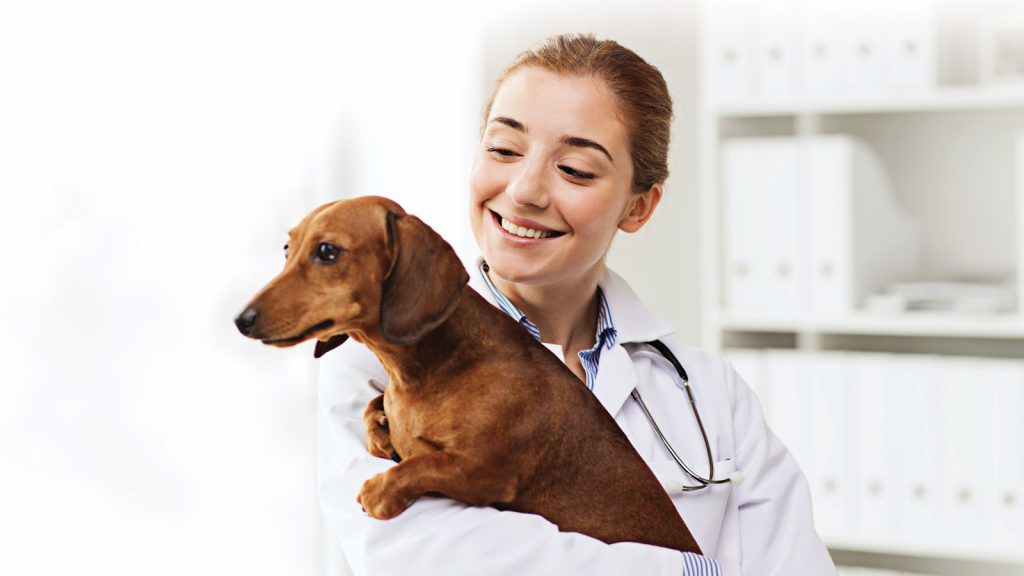 Veterinary Care: Enhancing Animal Health Services with AI