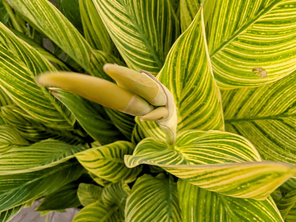 Google Pixel 9 In 2025: The Smart Choice For Ai, Performance, And Photography 2 Image 12