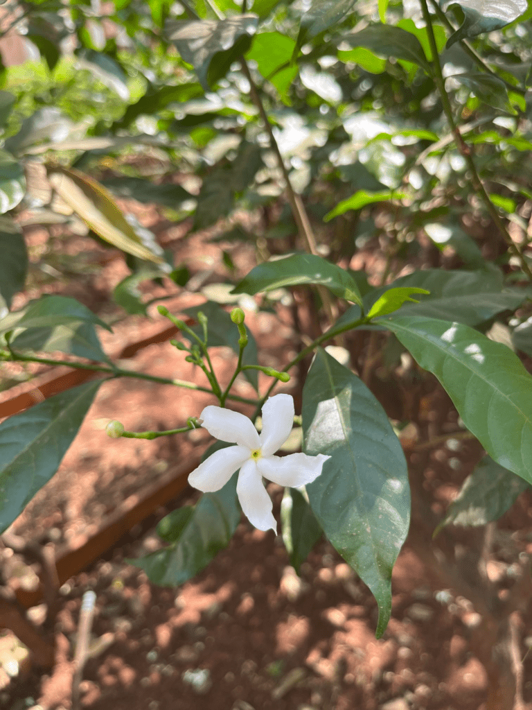 Iphone 15 In 2025: Still A Smart Buy Over The Iphone 16 1 Image 17