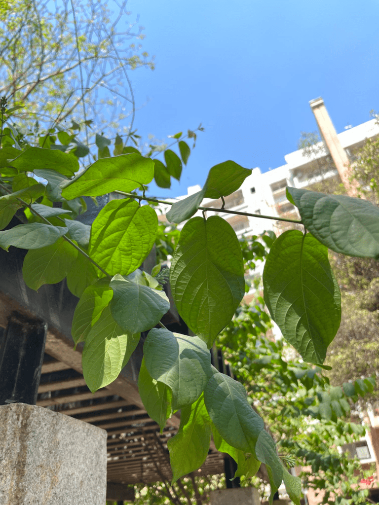 Iphone 15 In 2025: Still A Smart Buy Over The Iphone 16 2 Image 22